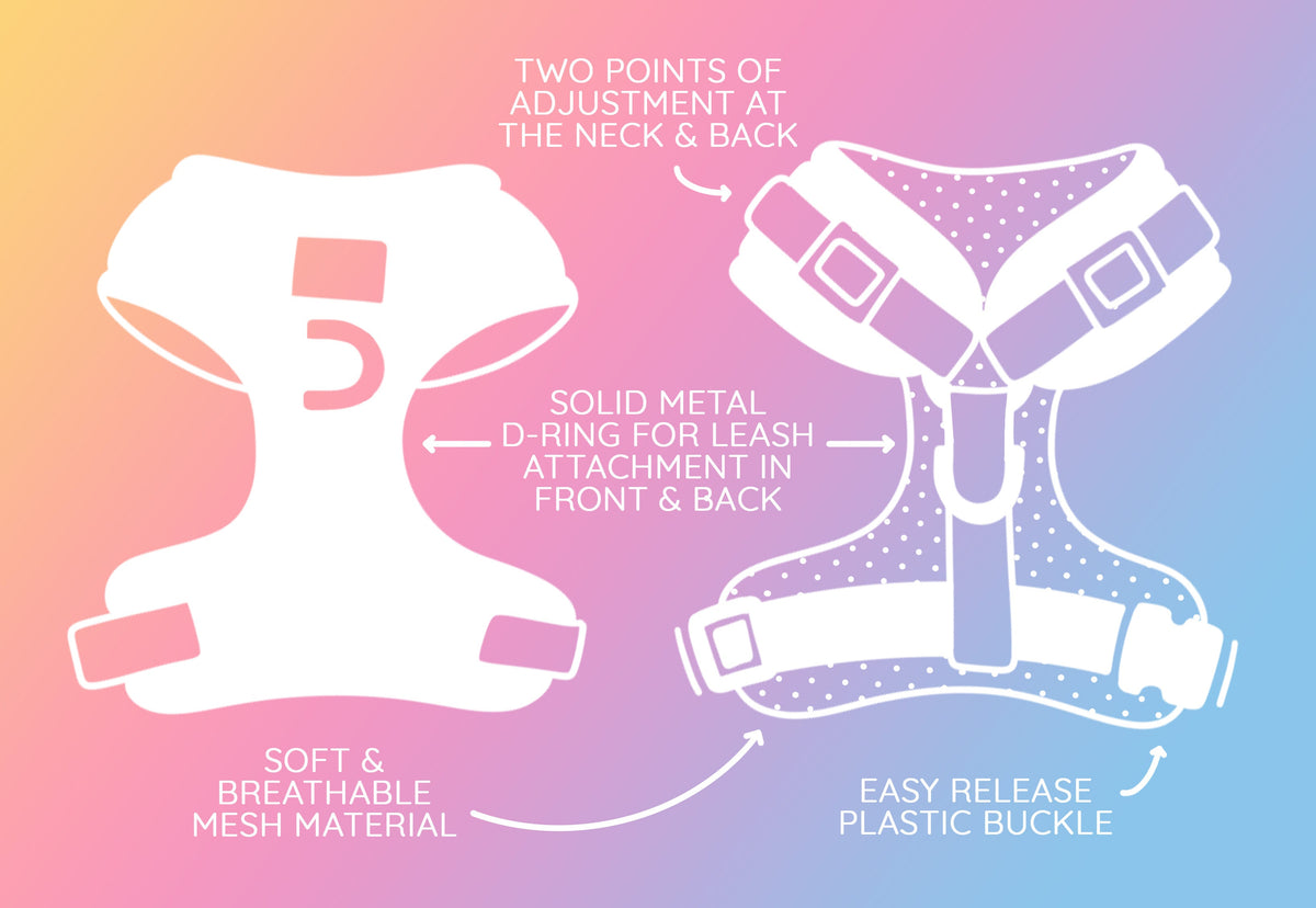 Dog Four Piece Bundle - Neon Pink