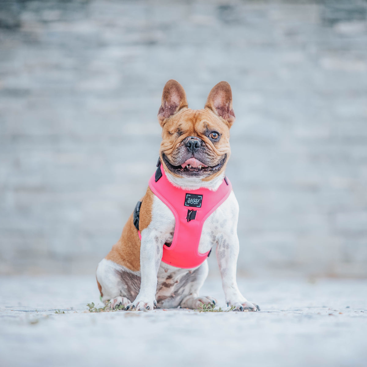 Dog Four Piece Bundle - Neon Pink