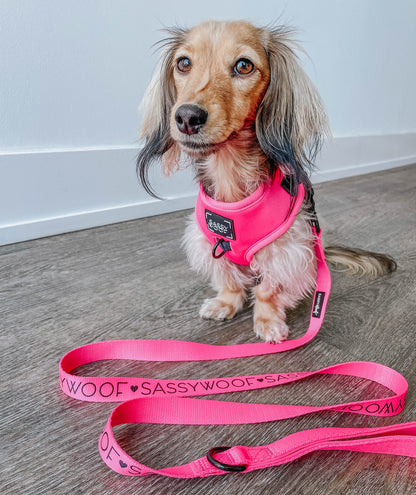 Dog Four Piece Bundle - Neon Pink