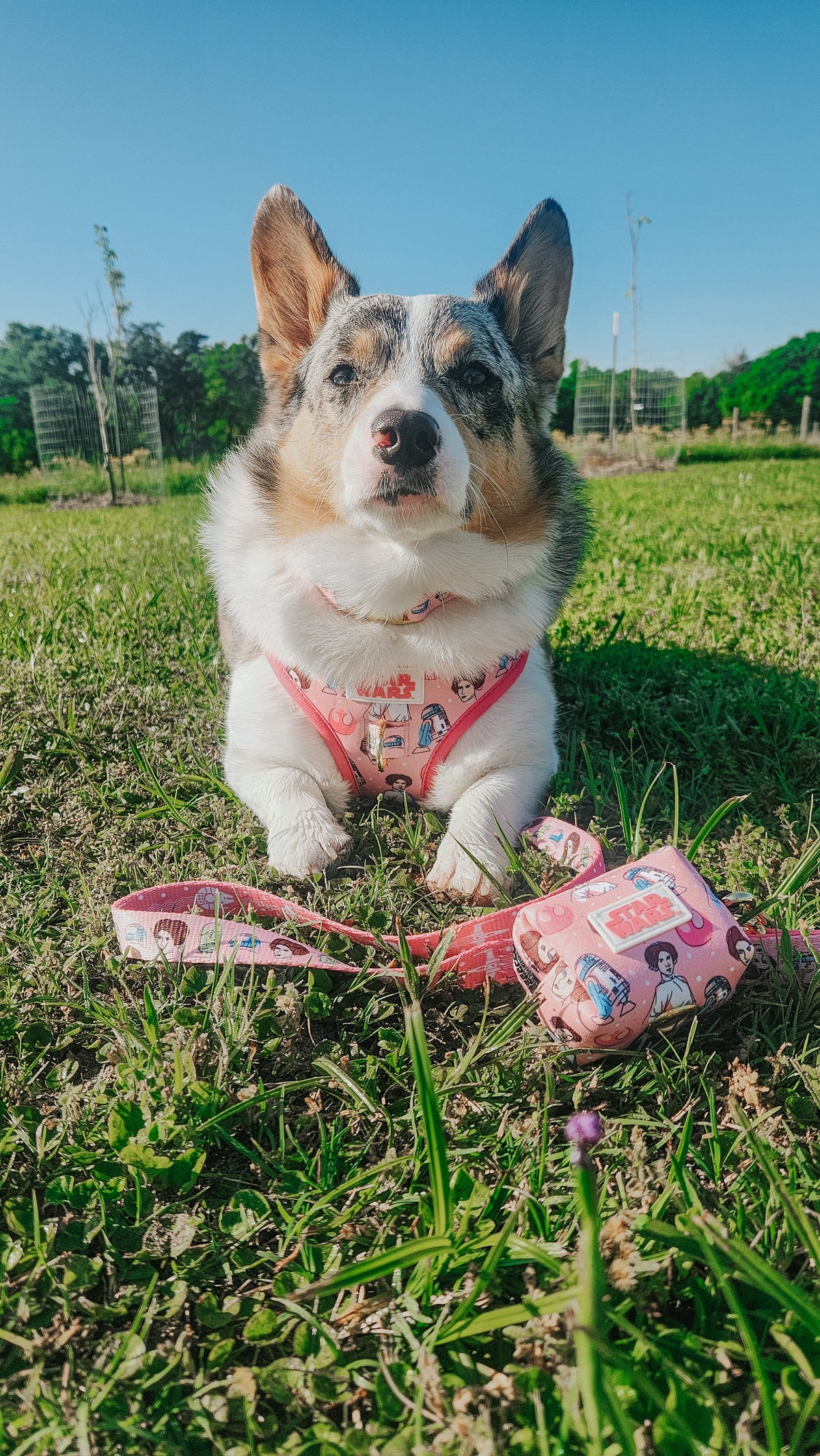Dog Waste Bag Holder - STAR WARS™ Princess Leia
