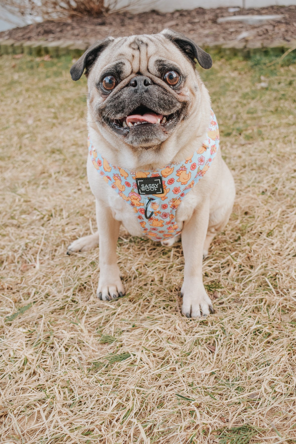 Dog Adjustable Harness - Good Duck, Babe!